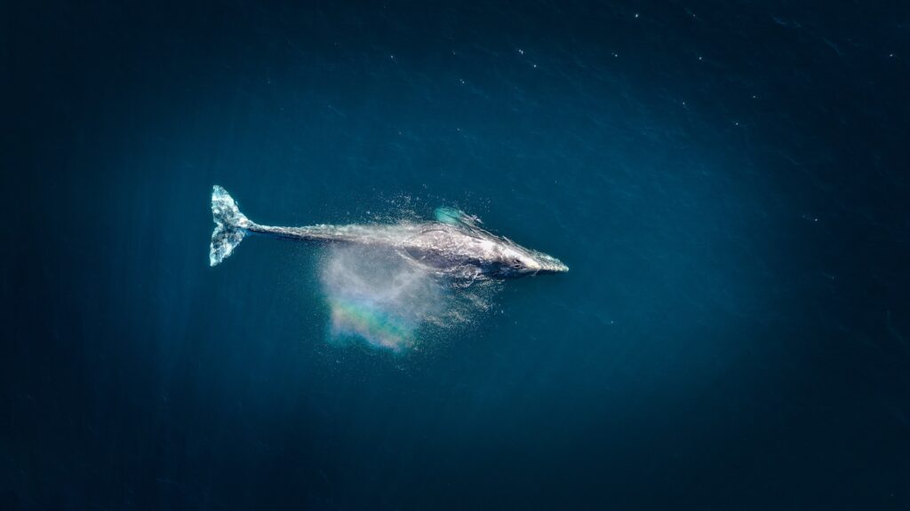 Whale Watching in the UK