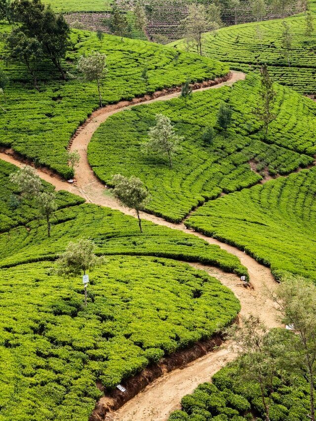 Nuwara Eliya | Sri Lanka