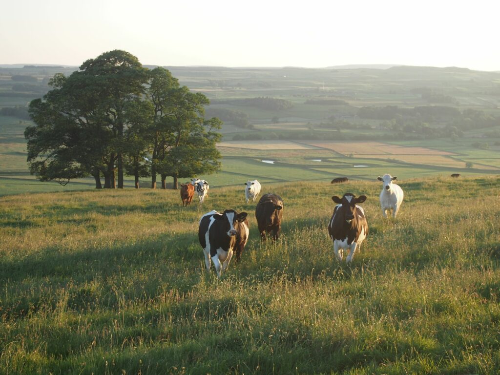 Yorkshire Dales National Park