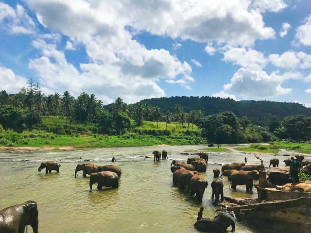 Pinnawala Elephant Orphanage | Sri Lanka