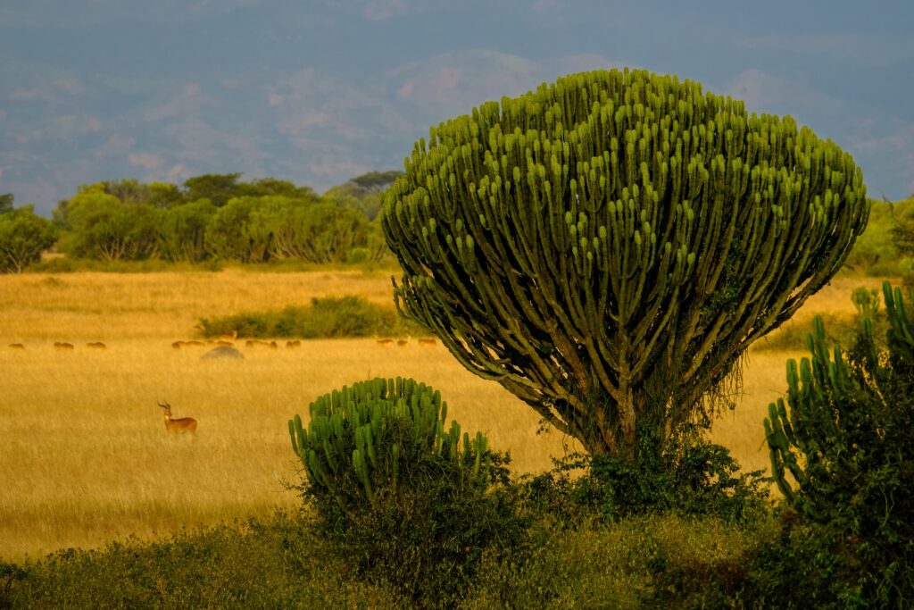 Queen Elizabeth NP | Uganda