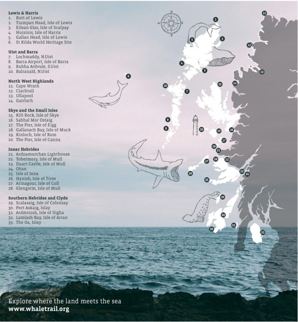 Whale watching in Scotland