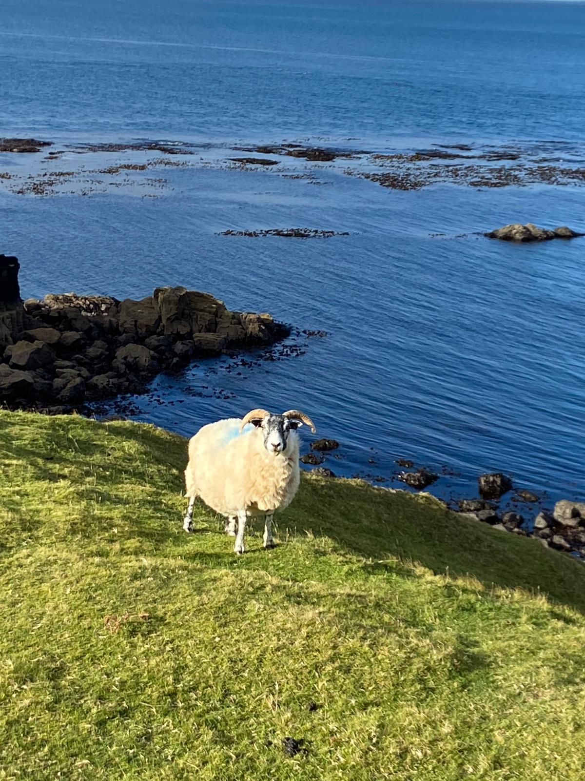 Win Our 'Whale Watching In Scotland' Trip For 2 | Travelling Whale