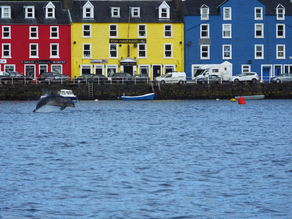 Whale watching in Scotland | Travelling Whale