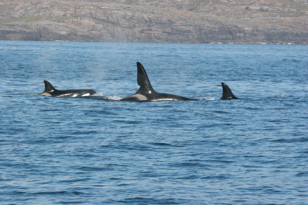 Whale watching in Scotland | Travelling Whale