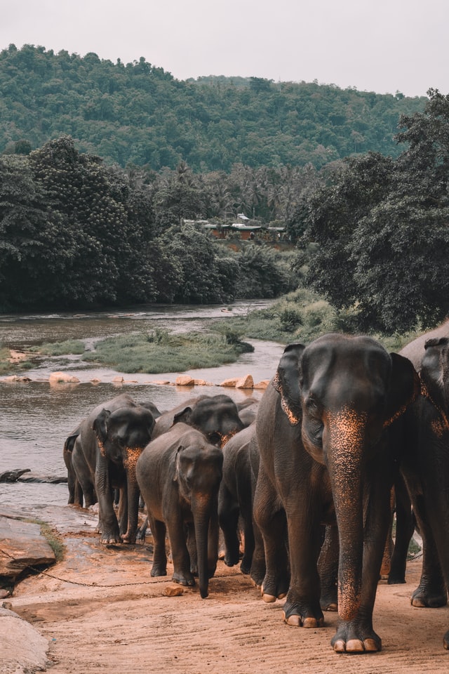 Elephants Sri Lanka