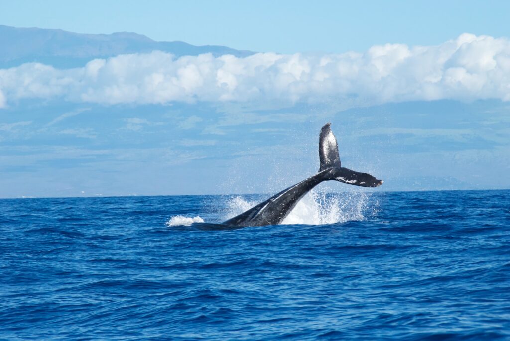 Humpback Whale | Travelling Whale