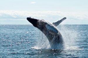 Whale Watching In Costa Rica