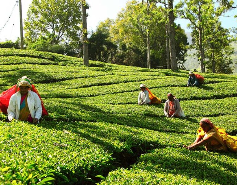 98 Acres Resort and Spa, Sri Lanka - tea plantation