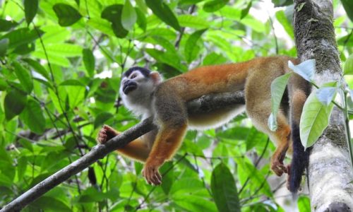 Corcovado National Park Costa Rica