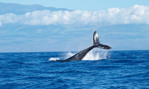 Humpback Whale | Travelling Whale