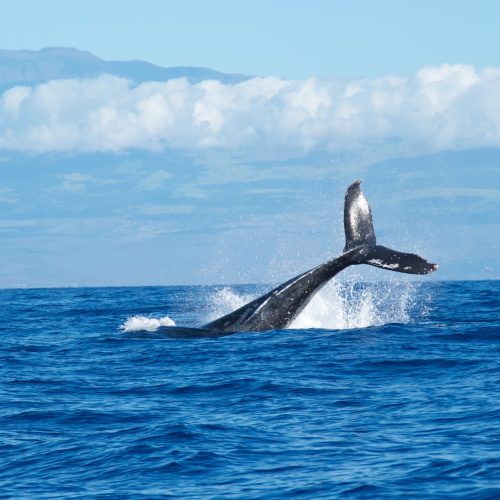 Humpback Whale | Travelling Whale