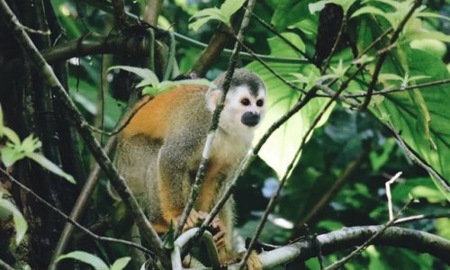 Monkey at Manuel Antonio National Park, Costa Rica