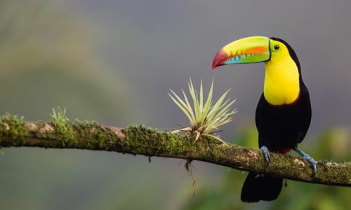 Tucan, Costa Rica