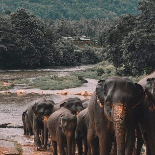 Elephants Sri Lanka