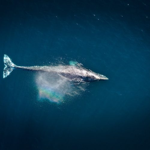 Why Travelling Whale?