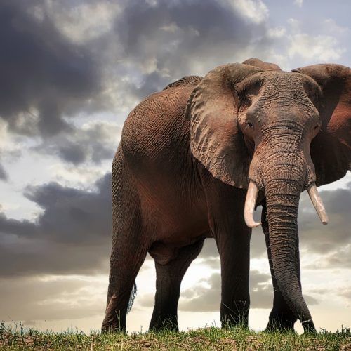 elephant, zimbabwe, africa