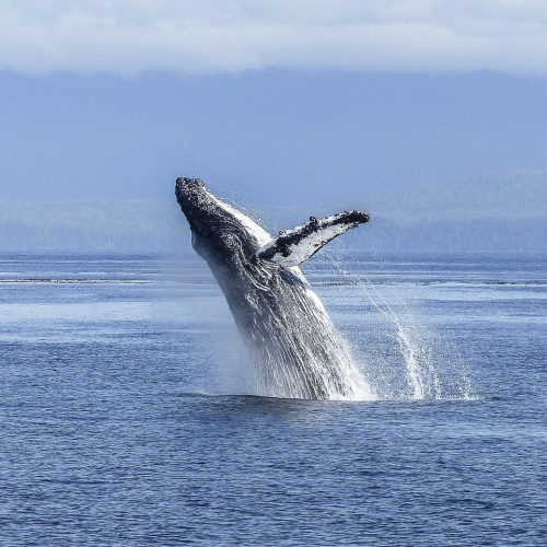 Whale Watching in Scotland | Travelling Whale