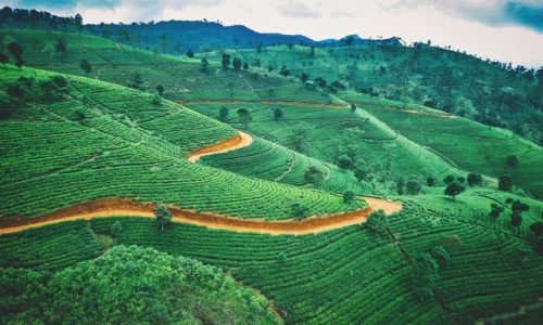 Tea Plantation | Sri Lanka