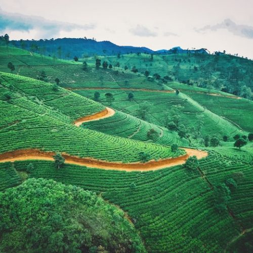 Tea Plantation | Sri Lanka