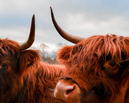 Highland Cow