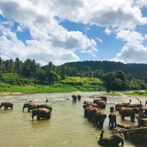 Pinnawala Elephant Orphanage | Sri Lanka